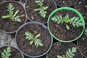 Eingetopfte grüne Keimlinge im Frühling 