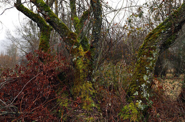 paisaje boscoso de colores en otoño con musgos y líquenes