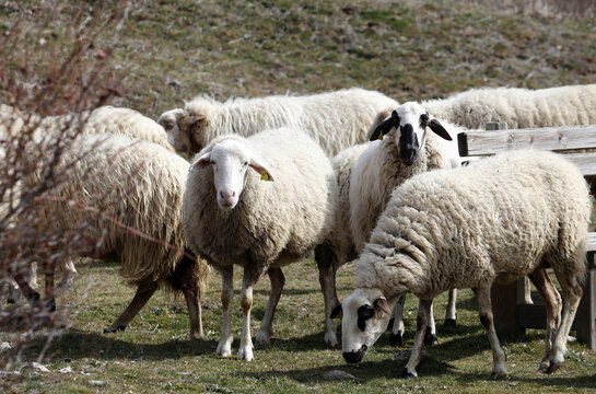 reba&ntilde;o de ovejas en v&iacute;a pecuaria