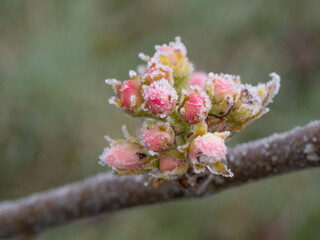 frozen apple tree in bloom, frost in the growing season,  flowers damaged in April
