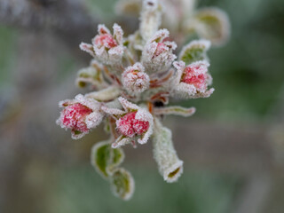 frozen apple tree in bloom, frost in the growing season,  flowers damaged in April