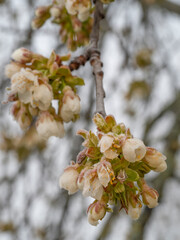 frozen cherry tree in bloom, frost in the growing season,  flowers damaged in April