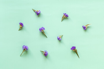 Statice flowers on the light blue background