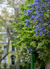 Obraz premium Colourful lime green painted house, photographed through trees in Notting Hill, west London on a sunny day. 