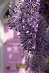 Fototapeta premium Wisteria in full bloom growing outside a white painted house with pink door in Kensington, London. Photographed on a sunny spring day.