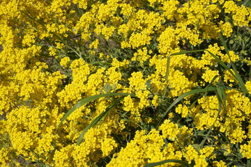 Gelbe Wildblumen im garten im Frühling 