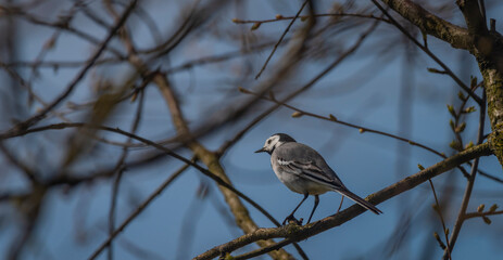 Wagtail bird on cherry tree branch in spring sunny morning