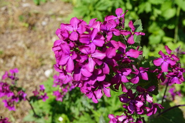 Pinkfarbene Wildwuchsblume im Garten bei Sonne im Frühling 