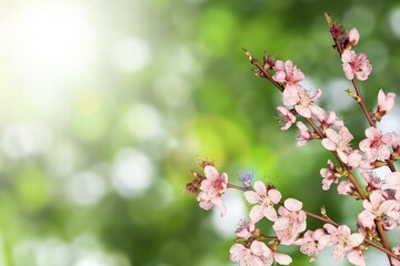 Blooming spring almond tree flowers