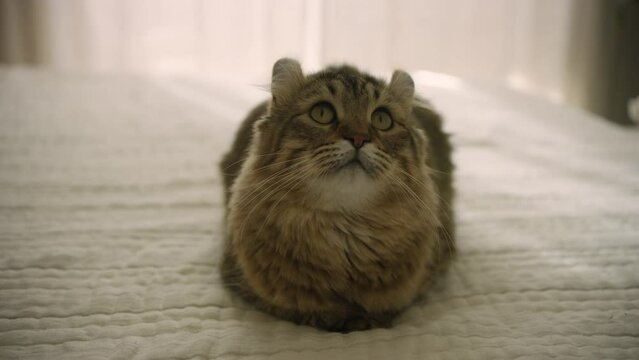 A young highland lynx cat sitting on a bed and looking around. A young highland lynx kitten with a short tail and short ears