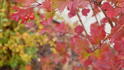Naklejka na ściany i meble Red autumn guelder rose leaves, wild viburnum berry fall leaf in rainy forest or woods. Wet leafage in september, october or november. Seasonal foliage in moist woodland. Small water drops or droplets