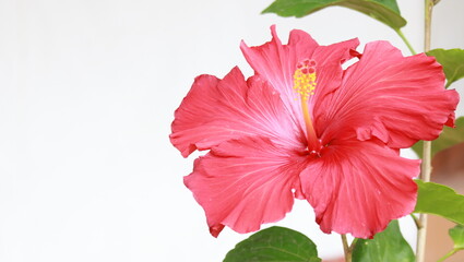Obraz premium cayenne flower