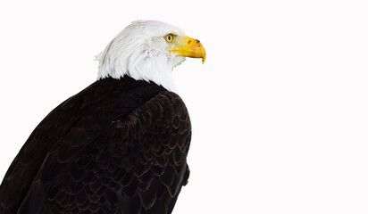 Aigle pygargue