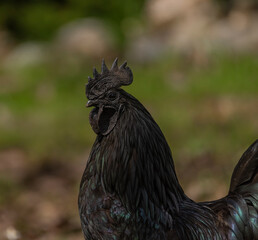 Black cock and color hens in spring on fresh grass and flowers