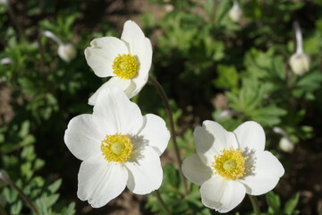 Drei weiße Blumen im Garten bei Sonne im Frühling 