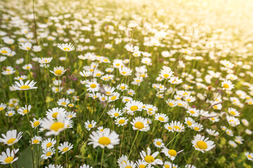 Beautiful sunny field of chamomile flowers