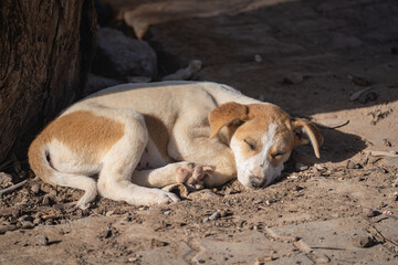Sleeping stray dog on the ground
