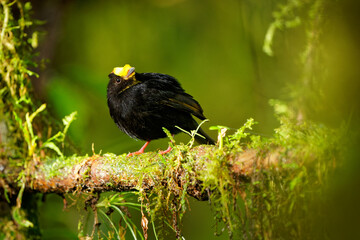 Golden-winged Manakin - Masius chrysopterus black bird in Pipridae, found in Colombia, Ecuador, Peru and Venezuela, subtropical or tropical moist montane forests and degraded former forest