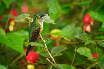 Violet-tailed Sylph - Aglaiocercus coelestis species of bird hummingbird in the coquettes, tribe Lesbiini of subfamily Lesbiinae, found in Colombia and Ecuador, very long blue color tail