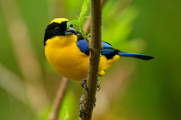Blue-shouldered or Blue-winged Mountain-tanager - Anisognathus somptuosus yellow bird in Thraupidae, highland forest and woodland in the Andes of Bolivia, Colombia, Ecuador, Peru and Venezuela.