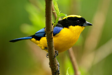 Blue-shouldered or Blue-winged Mountain-tanager - Anisognathus somptuosus yellow bird in...