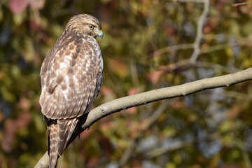 Broad-Winged Hawk on branch
