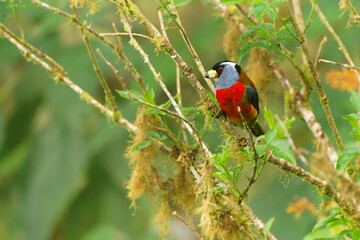 Toucan Barbet - Semnornis ramphastinus bird native to Ecuador and Colombia, Semnornithidae, closely related to the toucans, robust yellow bill, black head with grey throat and nape, red breast belly