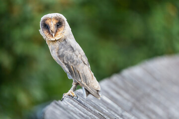 Portrait of cute barn owl sitting on a wooden roof looking at the camera.
