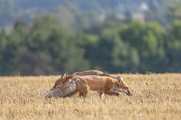 Pair of red foxes is running  on a yellow stubble. Horizontally. 
