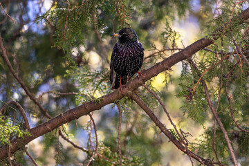 Starling on branch of thuja in shade of tree. Portrait in picturesque place. Common starling. Lat. Sturnus Vulgaris. American Arborvitae..Thuja occidentalis..Arborvitae