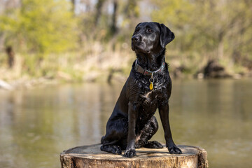 Black Labrador sitting in the forest on a tree