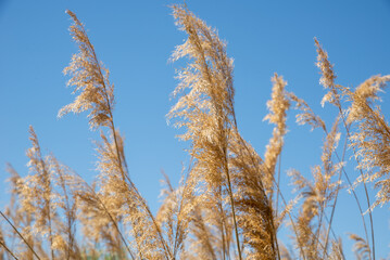 Obraz premium Reeds against the blue sky in a bright sunny day