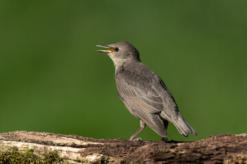 Common starling sitting on a branch