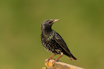 Common starling sitting on a branch