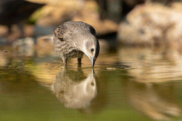 Common starling drinking in a puddle