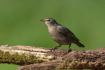 Common starling sitting on a branch