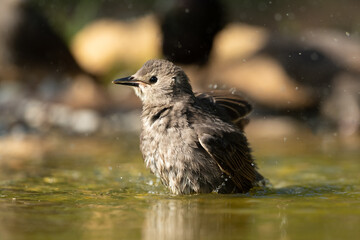 Common starling bathing in a puddle