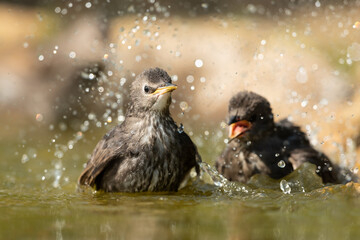 Common starling bathing in a puddle