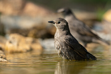 Naklejka premium Common starling bathing in a puddle