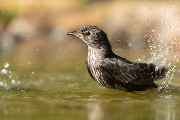 Common starling bathing in a puddle