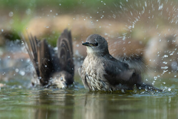 Common starling bathing in a puddle