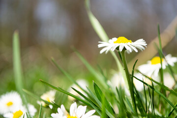 daisy in the grass