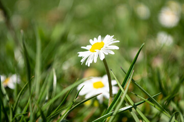 daisies in the grass
