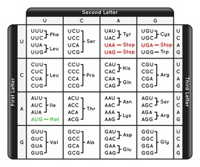 Table of Codons the Genetic Code of Human Infographic Diagram nucleotide base sequence on DNA mRNA transcription translation to protein amino acids synthesize biology omics science education vector