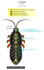 Irritability in Insects Infographic Diagram example cockroach components of nervous system central peripheral sympathetic parts structure scheme sensation movement biology science education vector