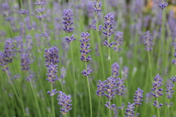 flowers blooming lavender lilac purple color close-up. Growing Medicinal Lavender Plants Lavender Oil