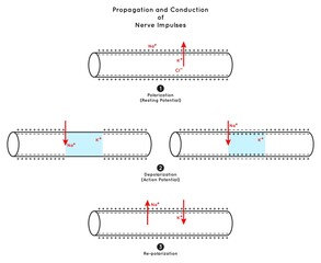 Propagation and Conduction of Nerve Impulse Infographic Diagram including polarization resting potential depolarization action re-polarization neurology biology physiology science education vector