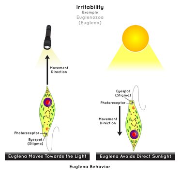 Irritability in Euglenozoa Infographic Diagram example euglena move toward light but it avoid direct sunlight stimulus receptor impulse response unicellular organism biology science education vector