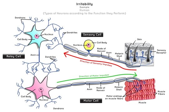 irritability in Human Infographic Diagram neuron types function sensory relay motor nerve cells stimulus skin receptor impulse direction muscle fiber contract biology science education chart vector