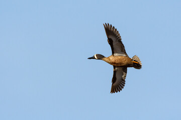 A male blue-winged teal (Spatula discors) flies against a blue sky over a wetland near Culver, Indiana